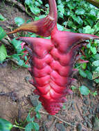 Image of Heliconia mariae Hook. fil.