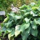 Image of Hosta capitata (Koidz.) Nakai