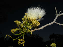 Image of Albizia guachapele (Kunth) Dugand