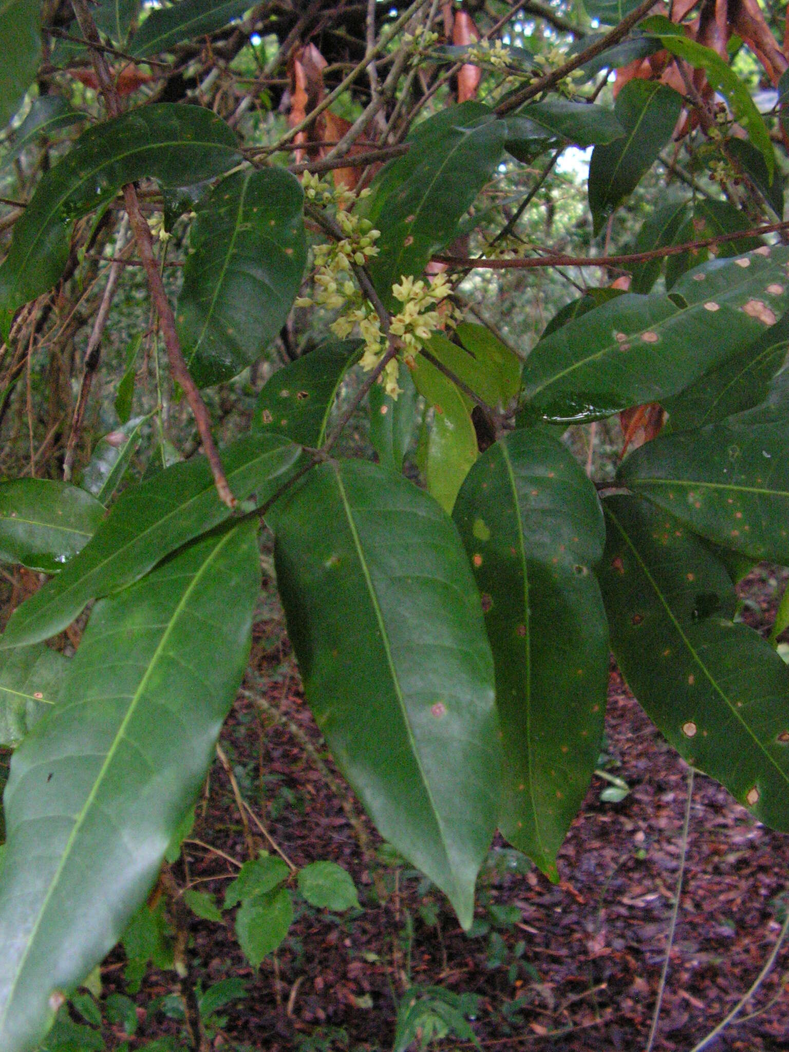 Image of Protium heptaphyllum (Aubl.) March.