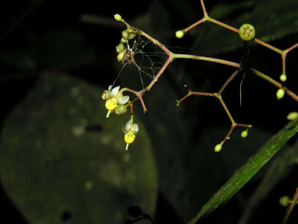 Image of Conostegia dissitiflora (Almeda) Kriebel