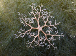 Image of basket stars