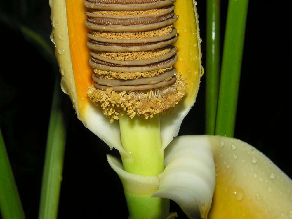 Image of Cyclanthus