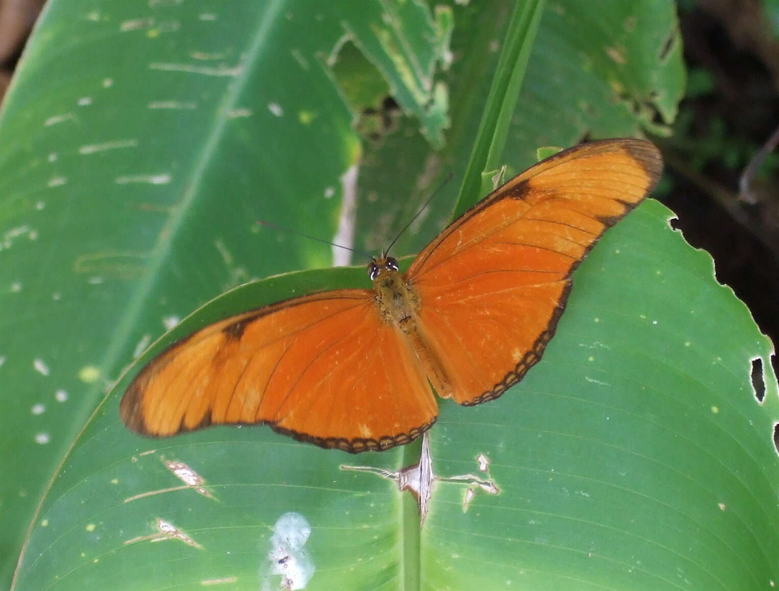 Image of Heliconidae