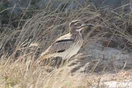 Image of Water Dikkop