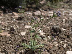 Image of Nevada gilia