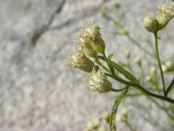 Image of pincushion