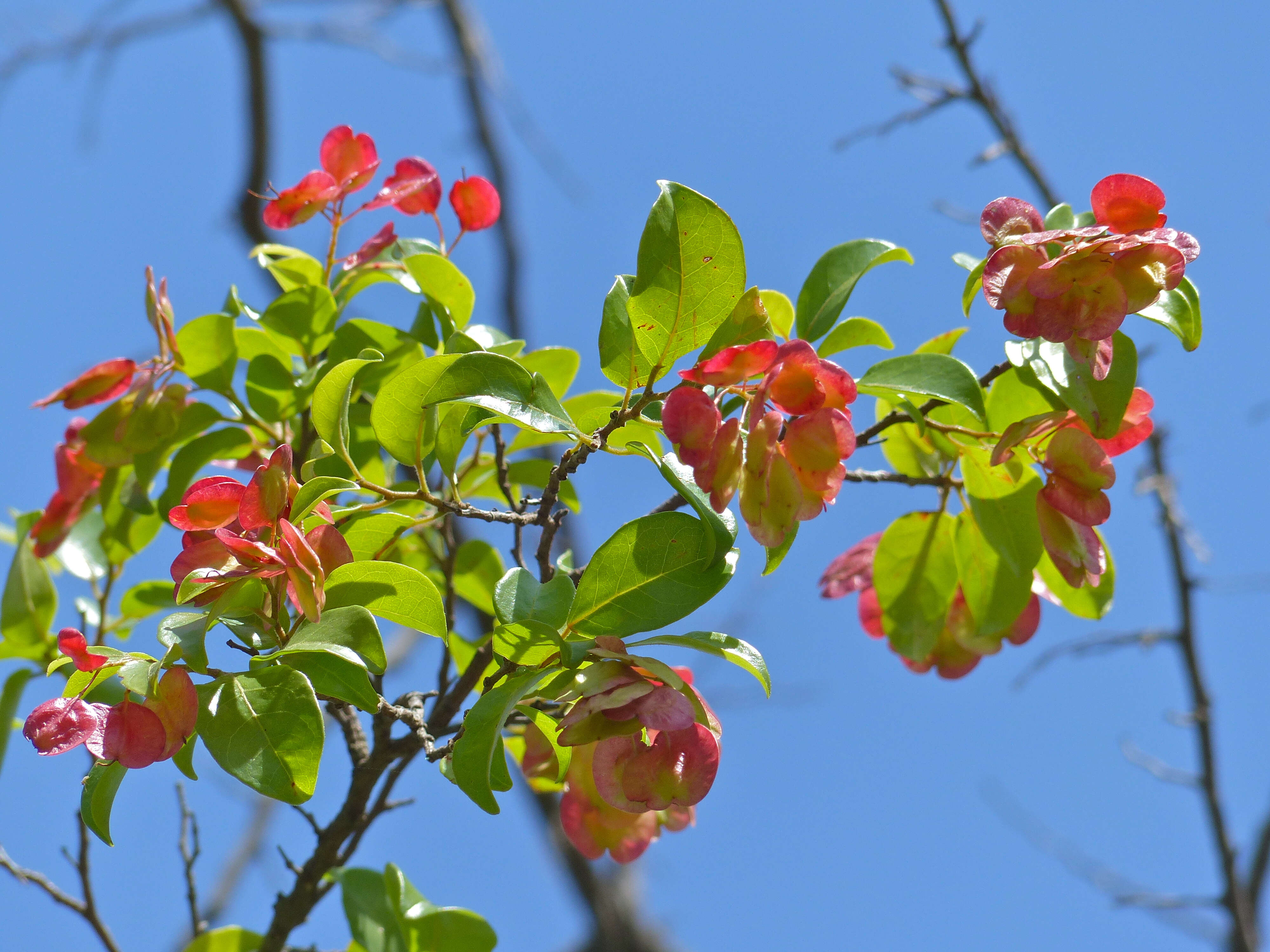 Image of Florida hopbush