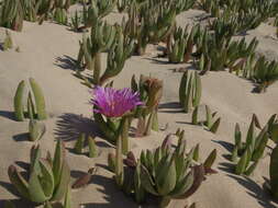 Plancia ëd Carpobrotus