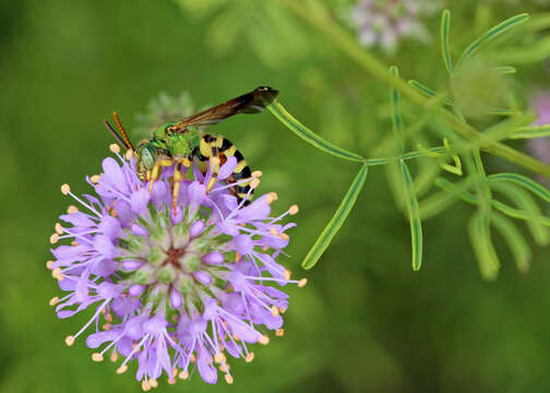 Image of Brown-winged Striped Sweat Bee