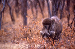 Image of Indian boar