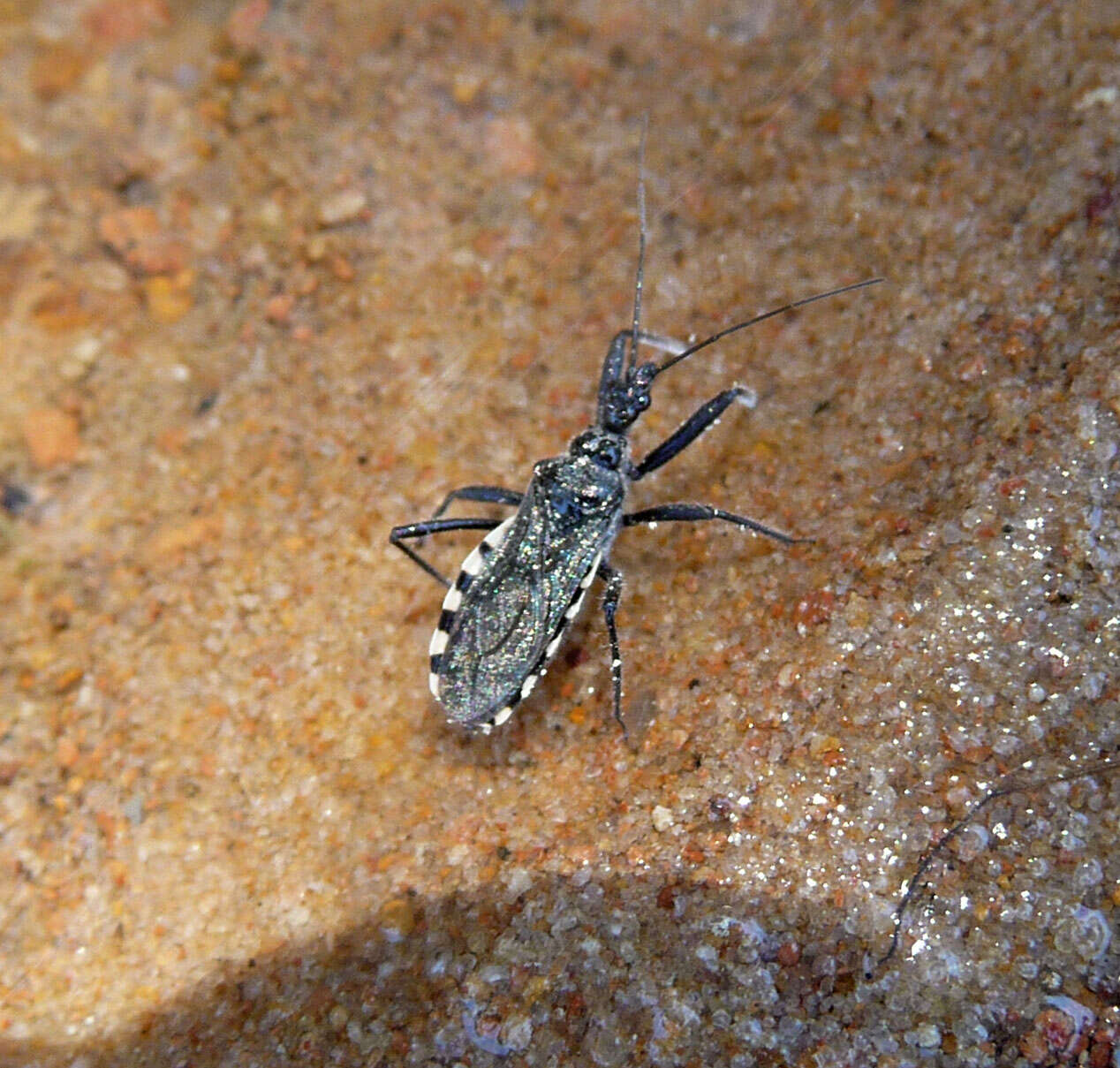 Image of Sphedanolestes lividigaster (Mulsant & Rey 1852)