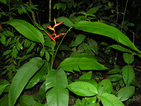 Image of wild plantain