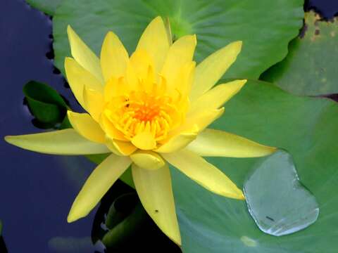 Image of Pygmy Water-Lily