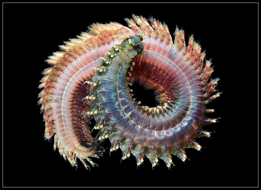 Image of Clam Worms