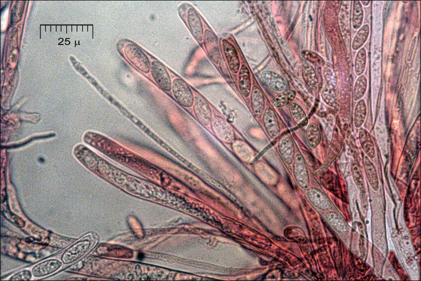 Plancia ëd Dumontinia tuberosa (Bull.) L. M. Kohn 1979