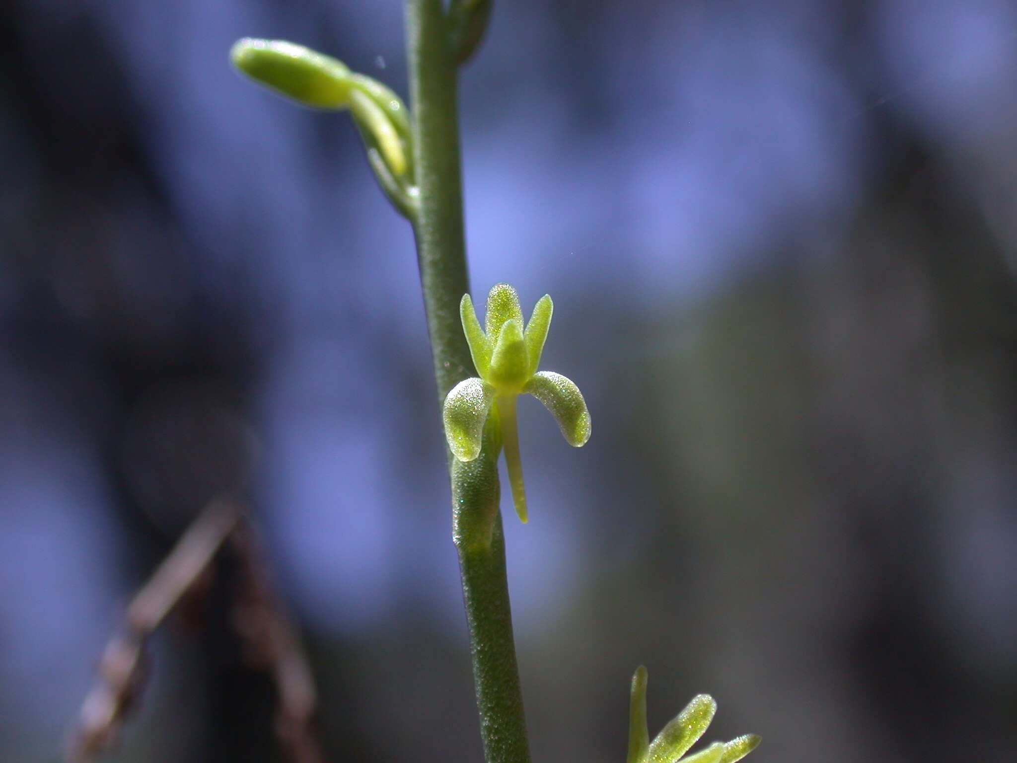 Image of narrow-petal rein orchid