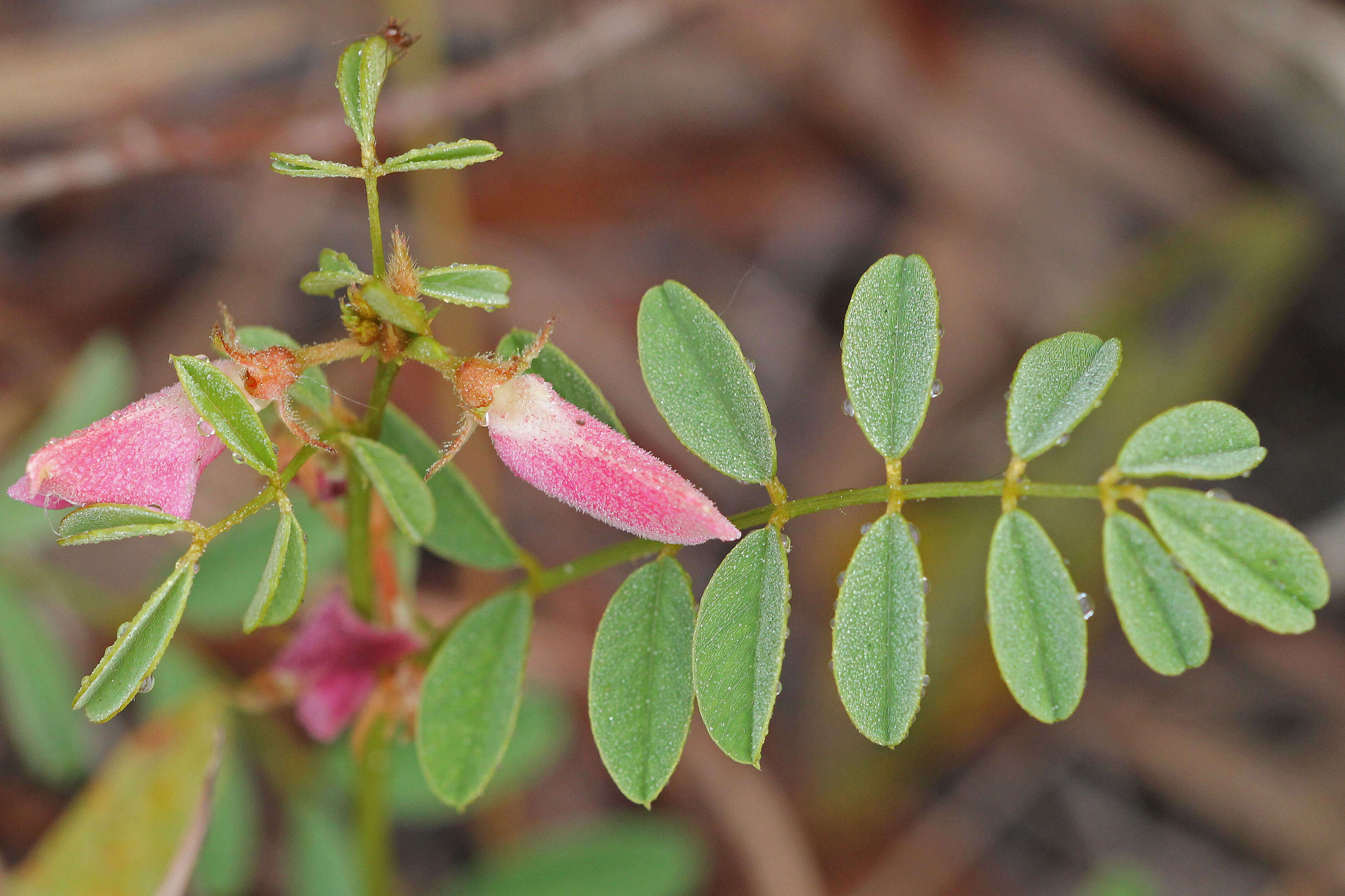 Tephrosia florida (F. Dietr.) C. E. Wood的圖片