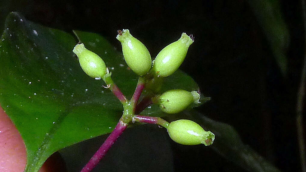 Image of Nyctagynaceae