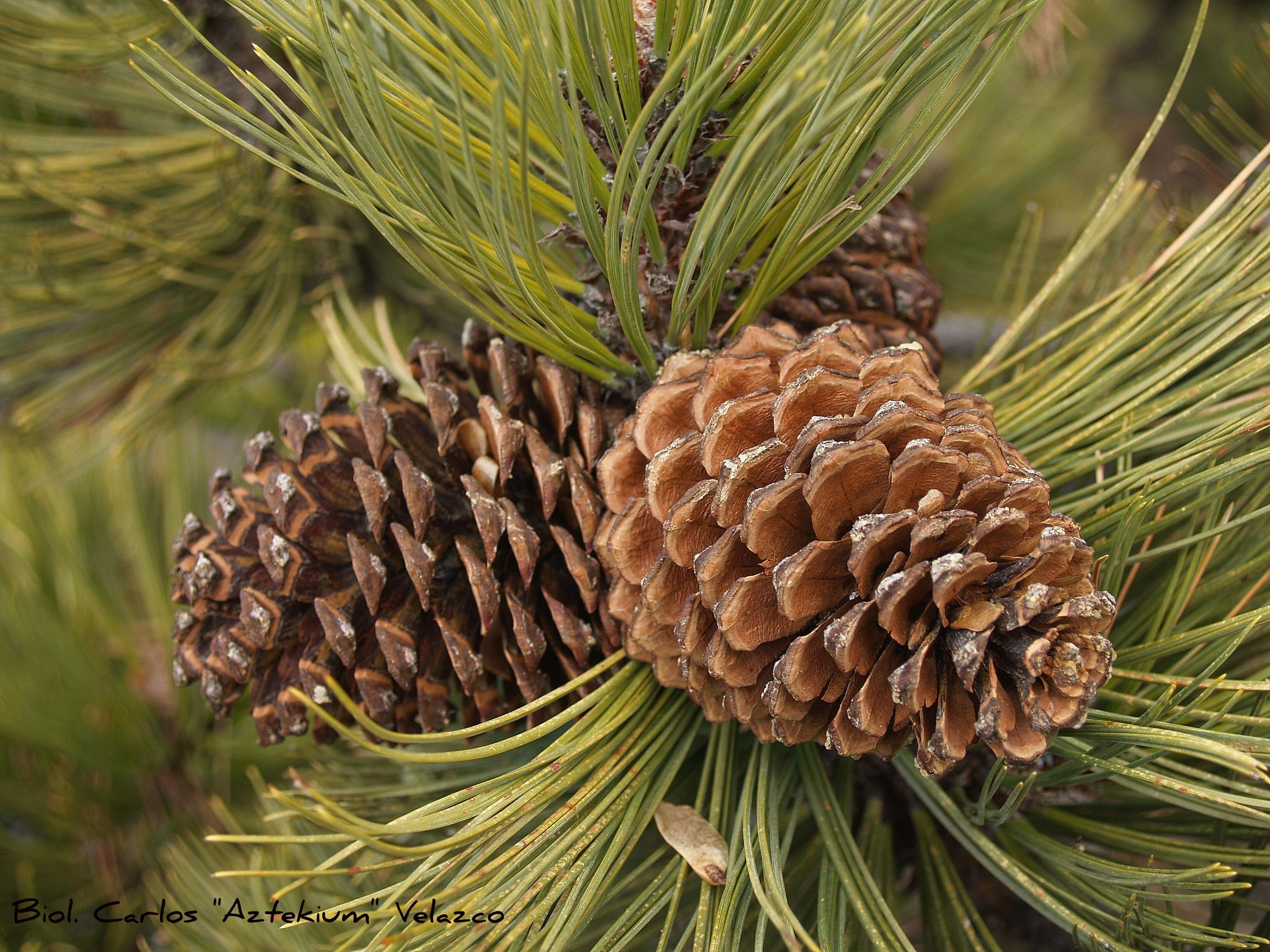 صورة Pinus hartwegii Lindl.