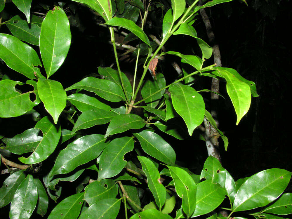 Plancia ëd Meliosma grandiflora Morton ex A. H. Gentry