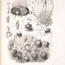 Plancia ëd Phyllactinia guttata (Wallr.) Lév. 1851