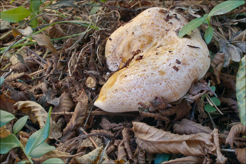 Image of Bloody milkcap