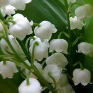 Convallaria resmi