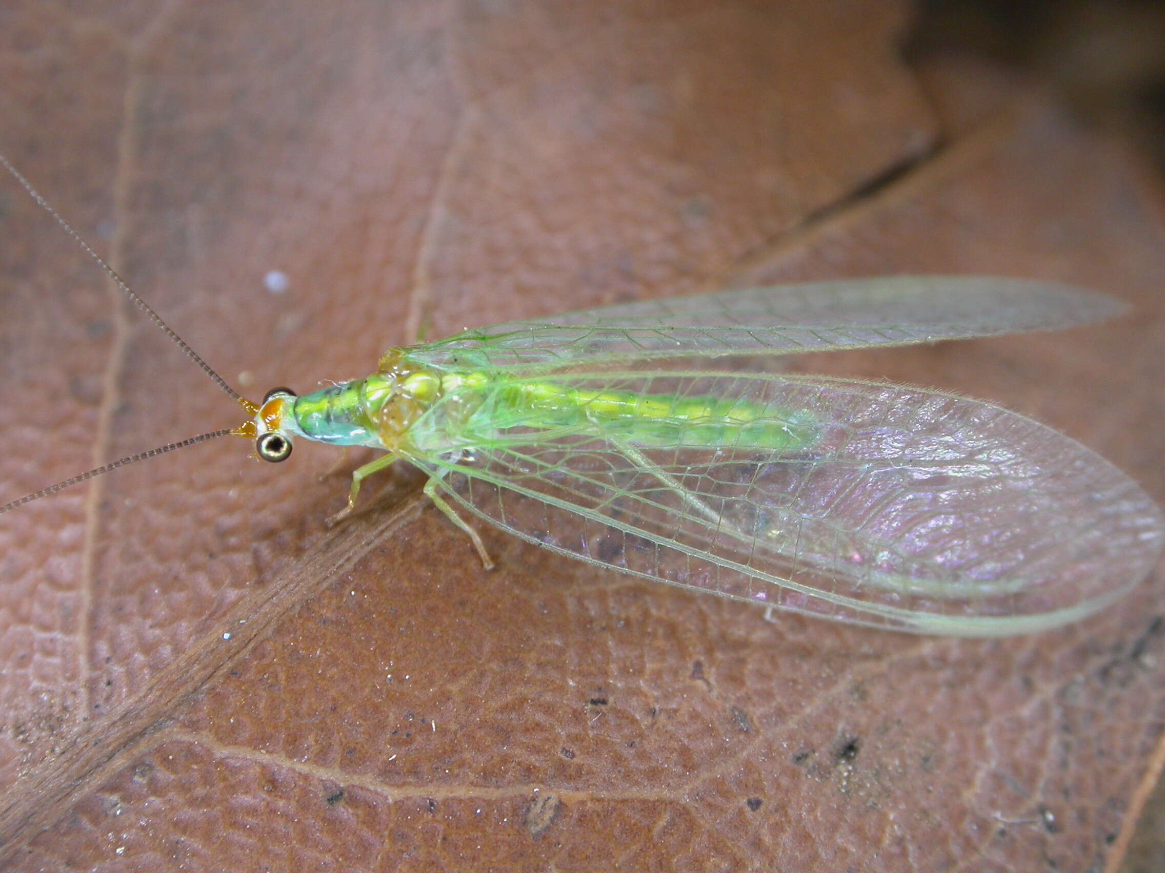 Image of Plesiochrysa