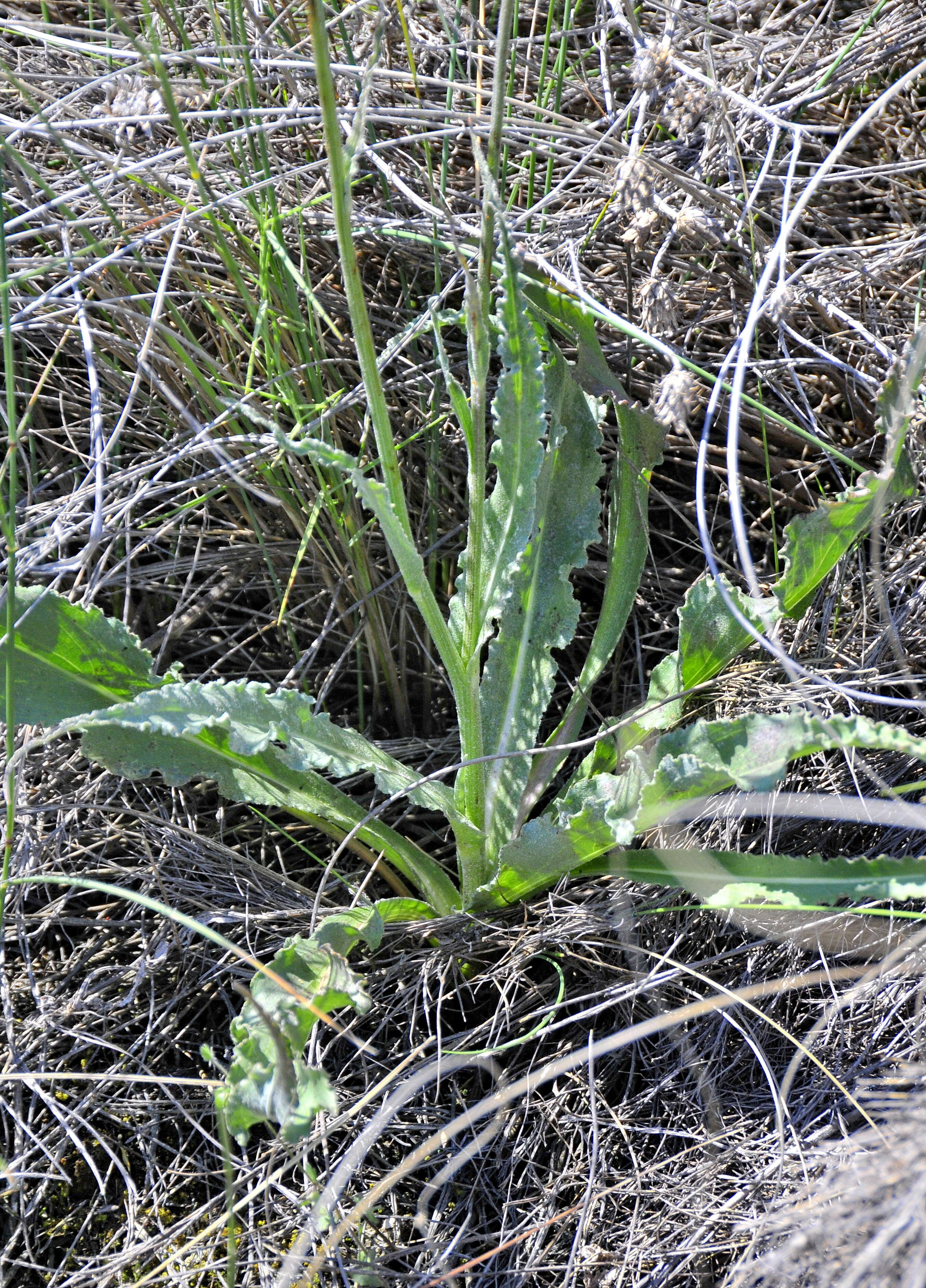 صورة Scorzonera hispanica subsp. crispatula (DC.) Nym.