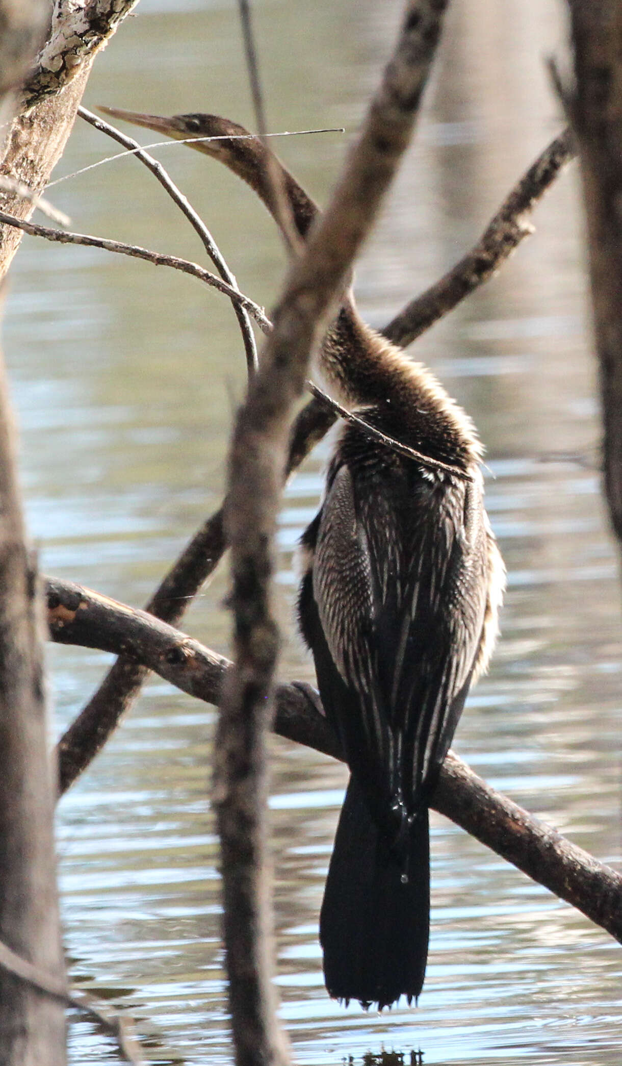 Image de Anhinga d'Australie