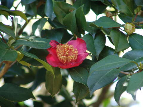 Image of camellia