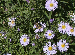 Image de Symphyotrichum puniceum (L.) A. Löve & D. Löve