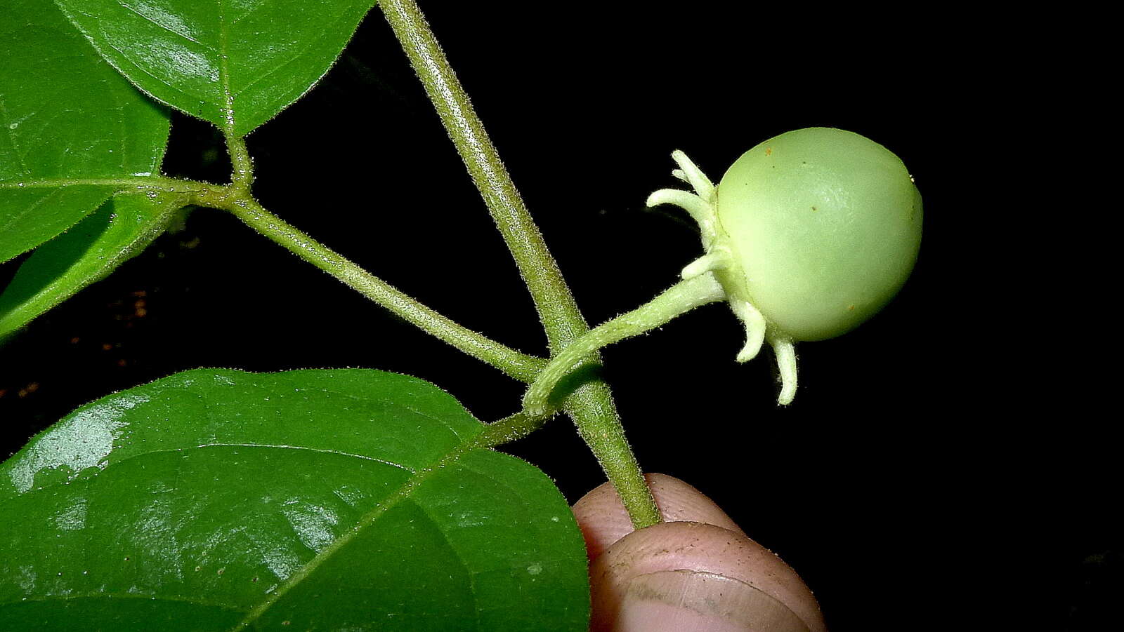 صورة Lycianthes pauciflora (Vahl) Bitter