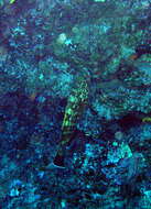 Image of Dusky Grouper