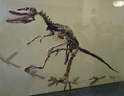 Image of Deinonychus Ostrom 1969