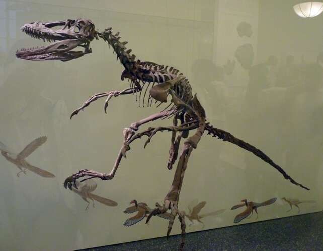 Image of Deinonychus Ostrom 1969