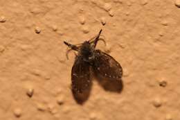 Image of moth flies and sand flies