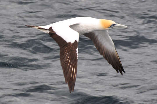 Image of Australasian Gannet