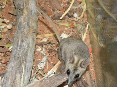 صورة Sminthopsis macroura (Gould 1845)