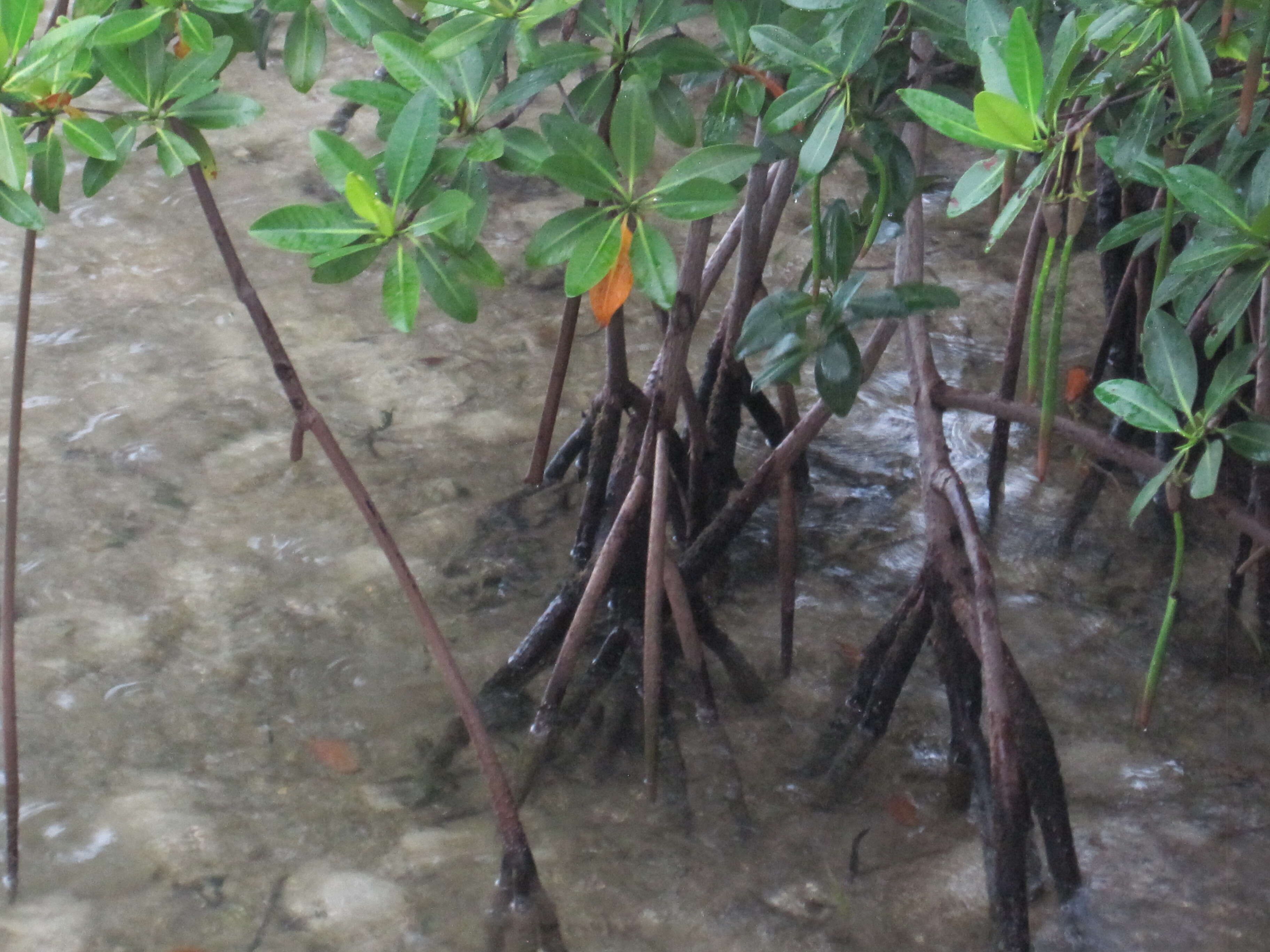 Image of mangrove