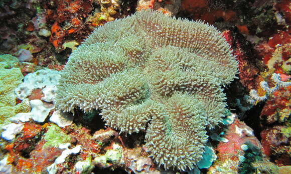 Image of lobed cactus coral