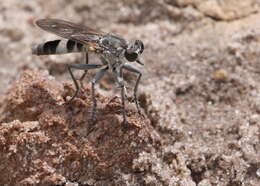 Image of Three-banded Robber Fly