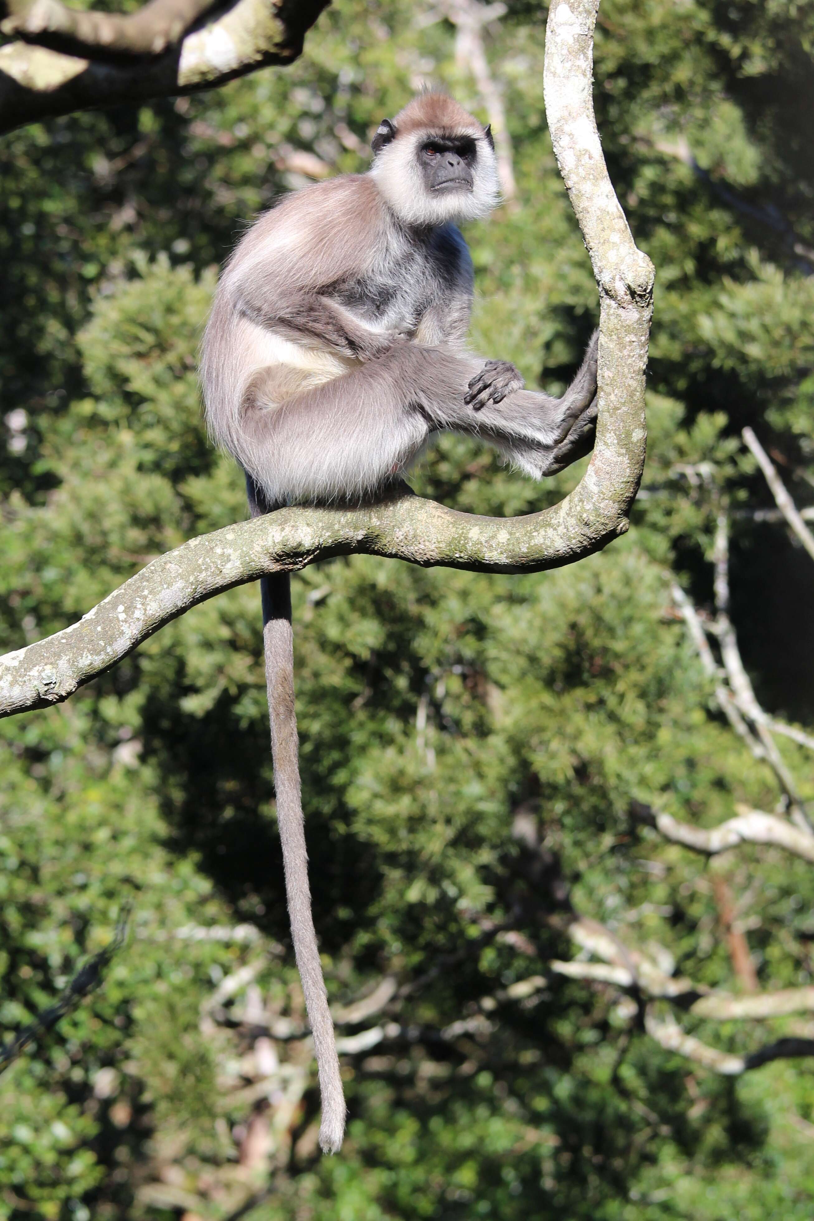 Image of Gray (=entellus) langur