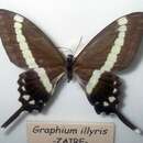 Image of Graphium illyris (Hewitson 1873)