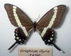 Image of Graphium