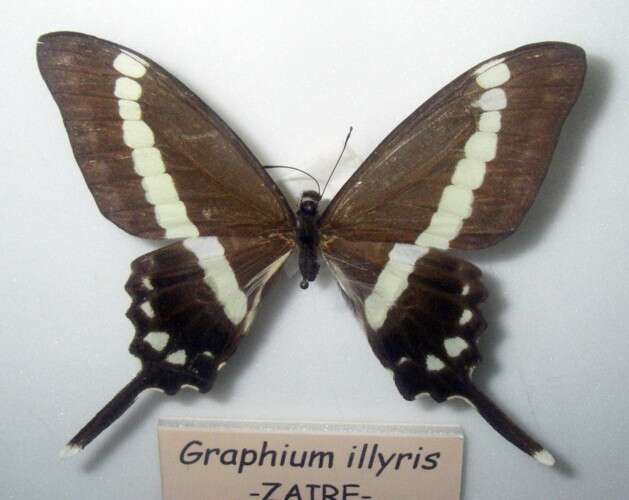 Image of Graphium