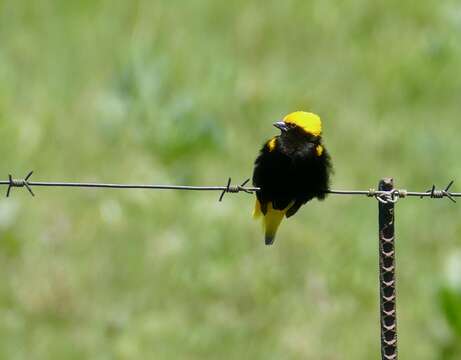 Image of Yellow-crowned Bishop