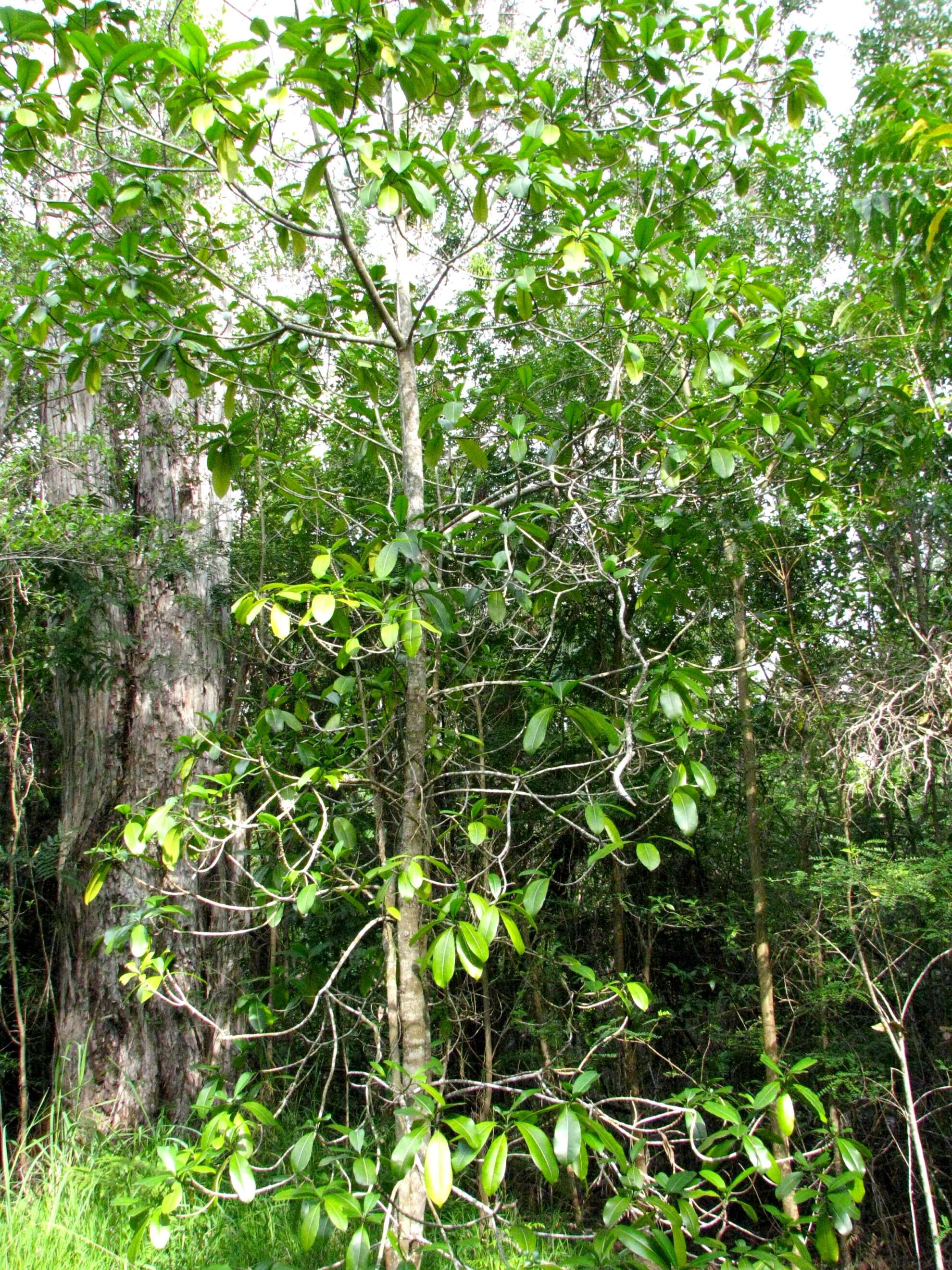 Image of Yellowwood