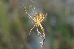 Imagem de Argiope lobata (Pallas 1772)